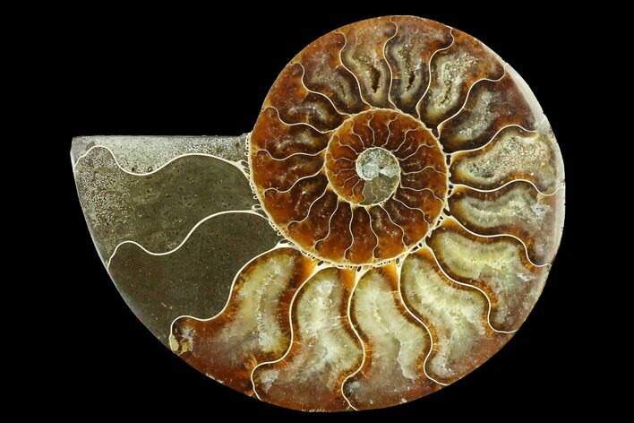 Cut & Polished Ammonite Fossil (Half) - Madagascar #166818